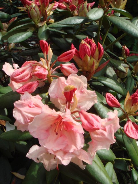 Rhododendron hybride 'Virginia Richards'
